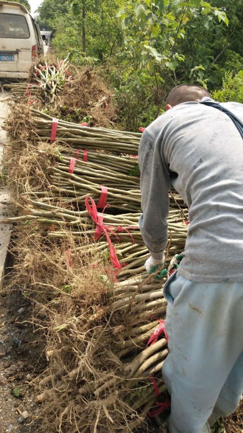 紫薇基地1一20公分批发，现货长期有效。