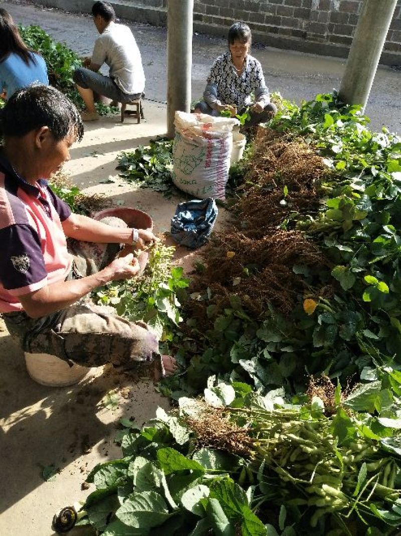 新鲜毛豆大量上市啦，颗粒饱满质量保证提供回程车