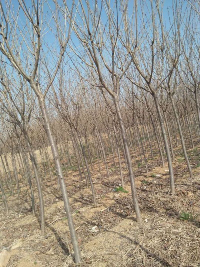 樱花晚樱8-10公分120上车一级树一般树100