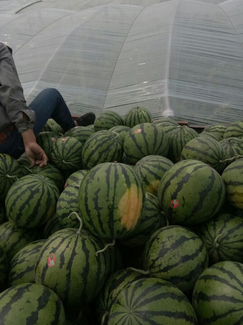 精品河北大名甜王西瓜8斤打底9成熟1茬可对接全国