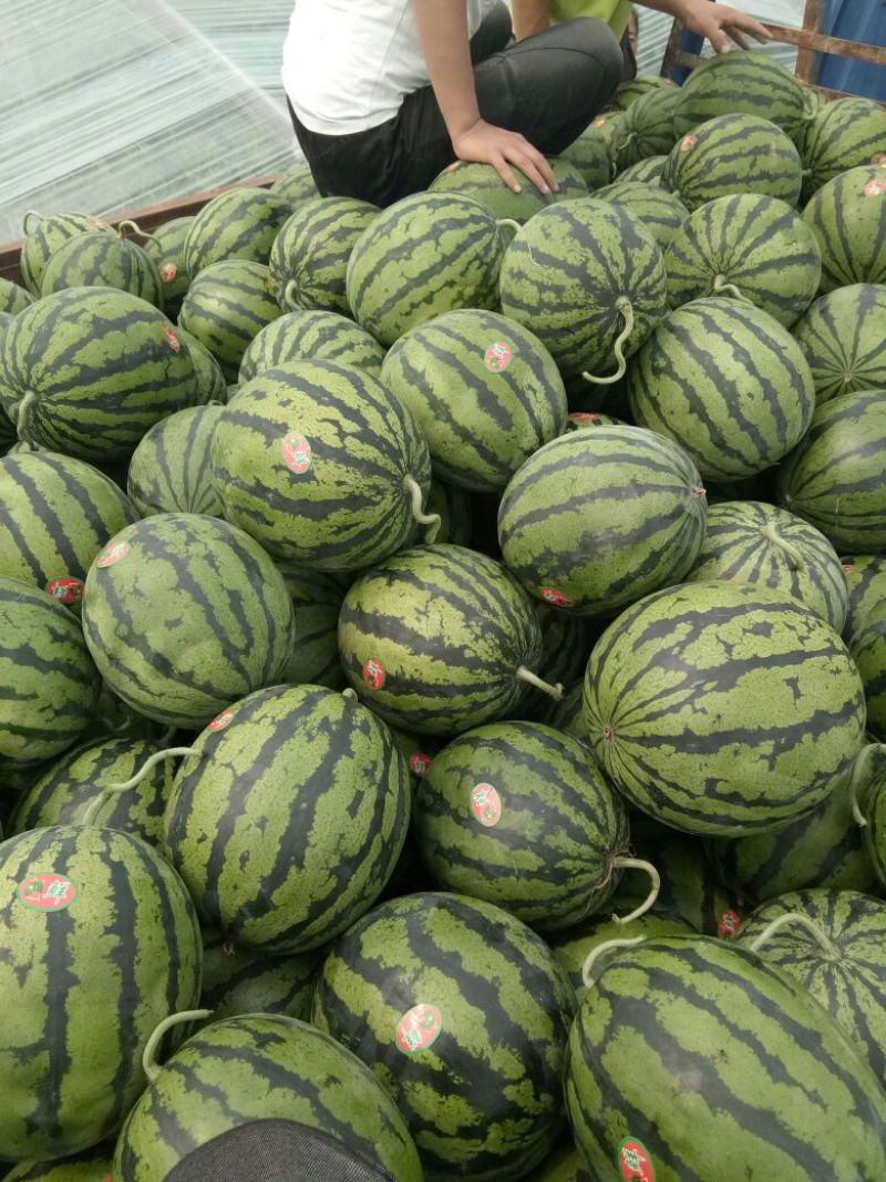 精品河北大名甜王西瓜8斤打底9成熟1茬可对接全国