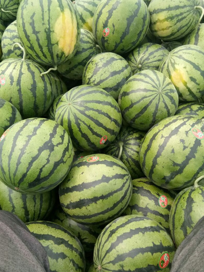精品河北大名甜王西瓜8斤打底9成熟1茬可对接全国