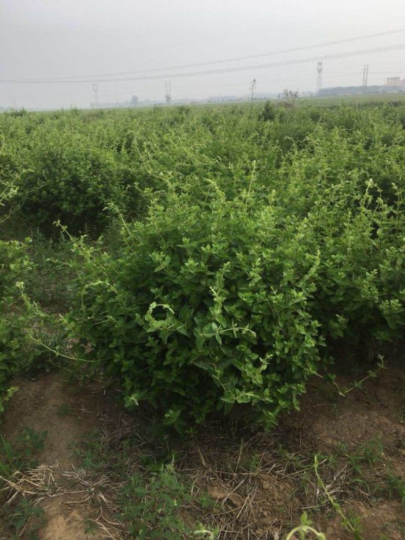 金银花1~1.5米