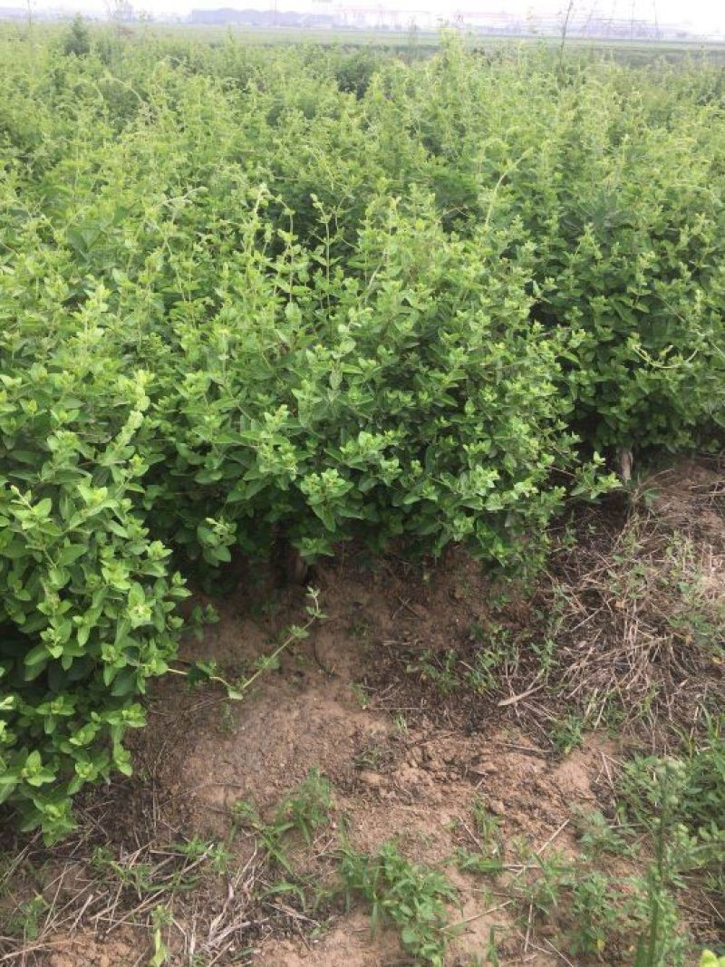 金银花1~1.5米