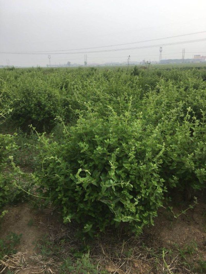 金银花1~1.5米