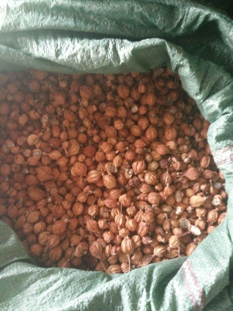香砂仁！颗粒饱满！品相完美！开裂率低！量大从优！
