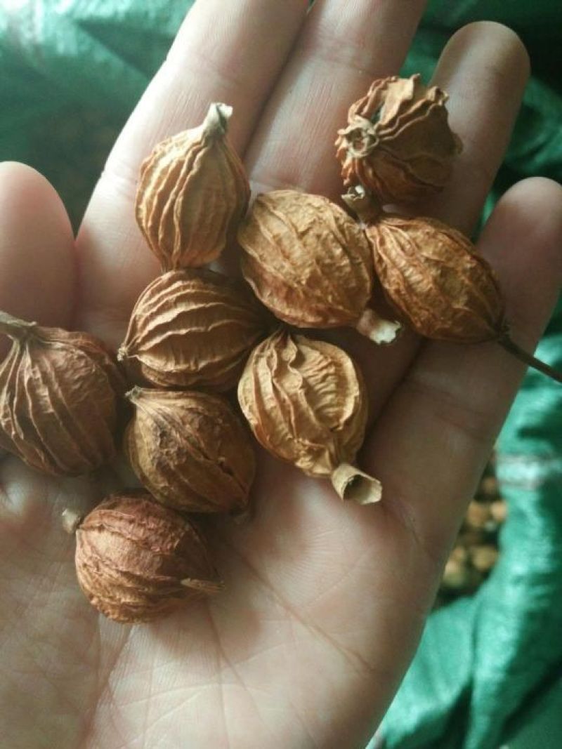 香砂仁！颗粒饱满！品相完美！开裂率低！量大从优！