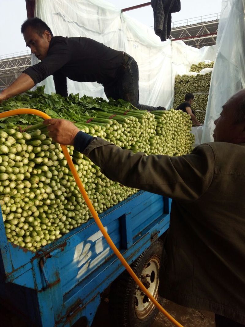 【精选芹菜】河北邯郸芹菜大量上市诚信经营质量为先