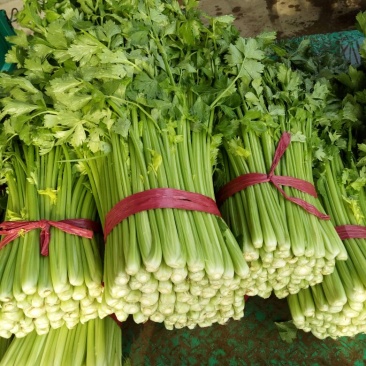 【精选芹菜】河北邯郸芹菜大量上市诚信经营质量为先