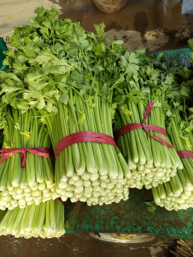 【精选芹菜】河北邯郸芹菜大量上市诚信经营质量为先