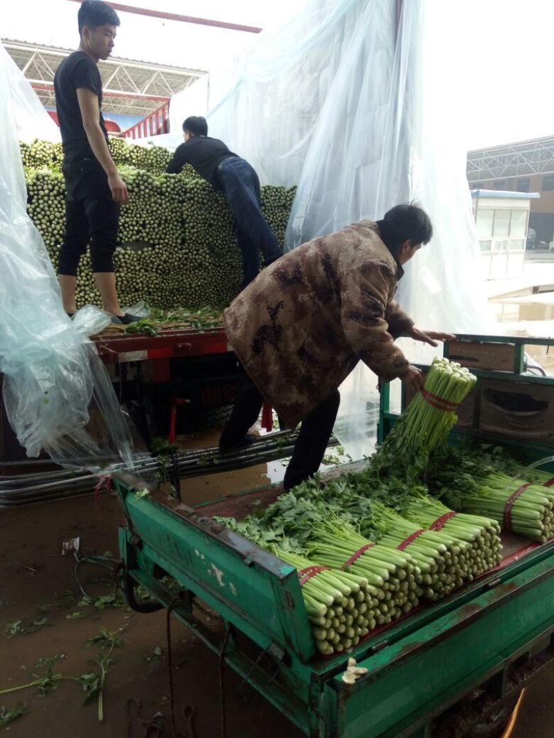 【精选芹菜】河北邯郸芹菜大量上市诚信经营质量为先