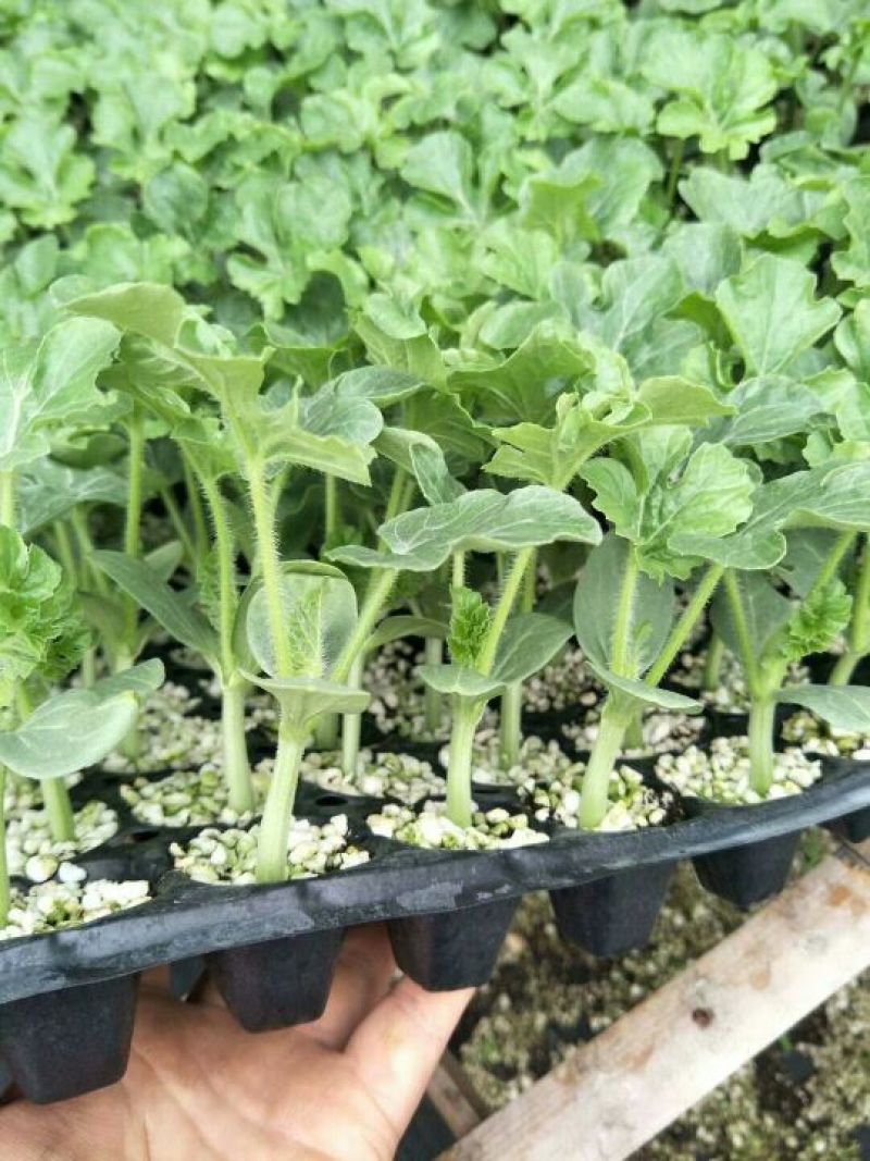 嫁接西瓜苗95%以上
