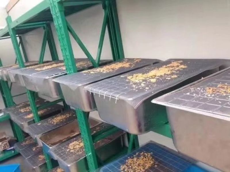 黑水虻以色列环保项目招商