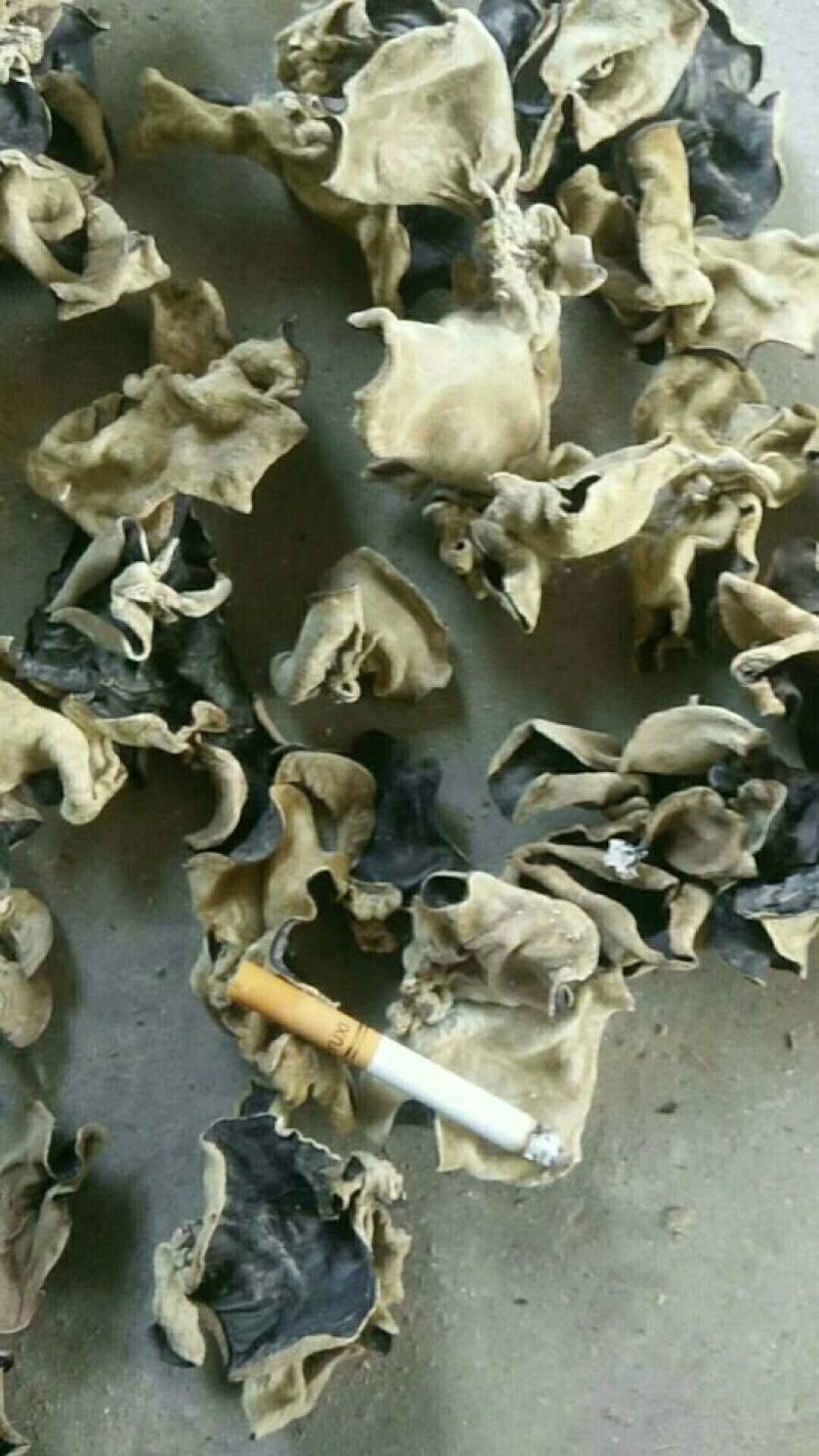 山东鱼台本地头茬毛木耳，叶片大，口感好，货量充足！
