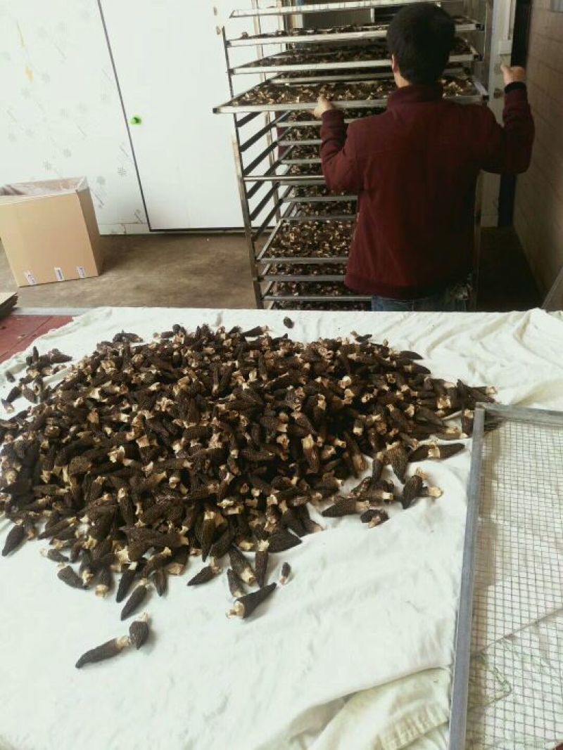 羊肚菌一级品