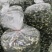 羊肚菌一级品