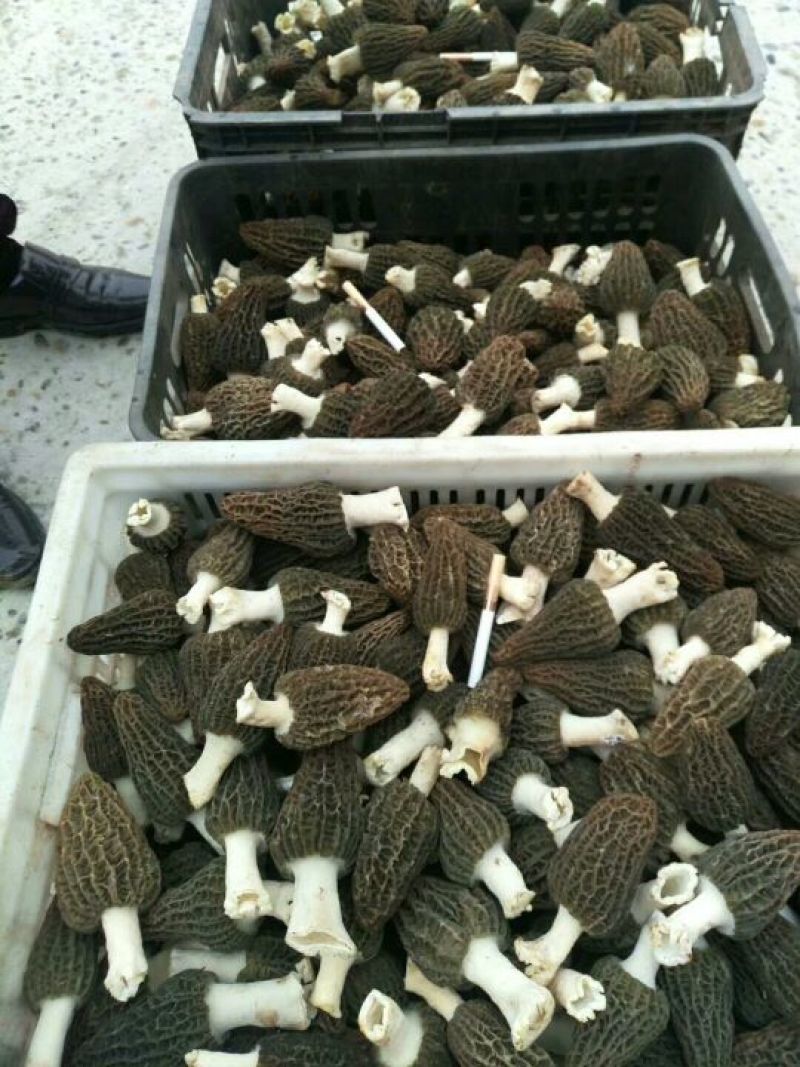 羊肚菌一级品
