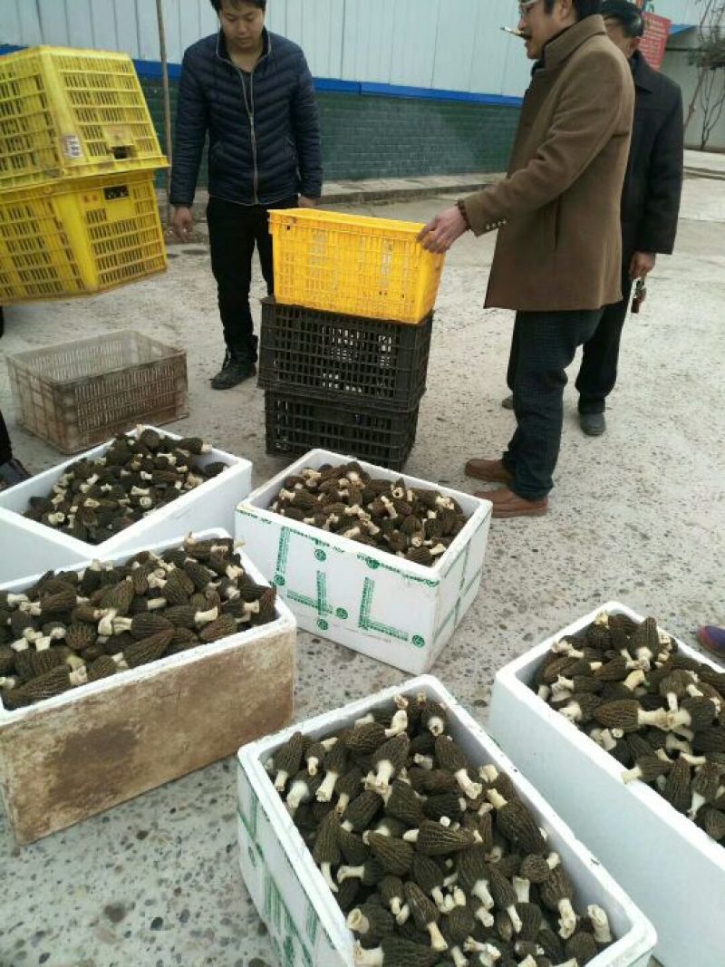 羊肚菌一级品