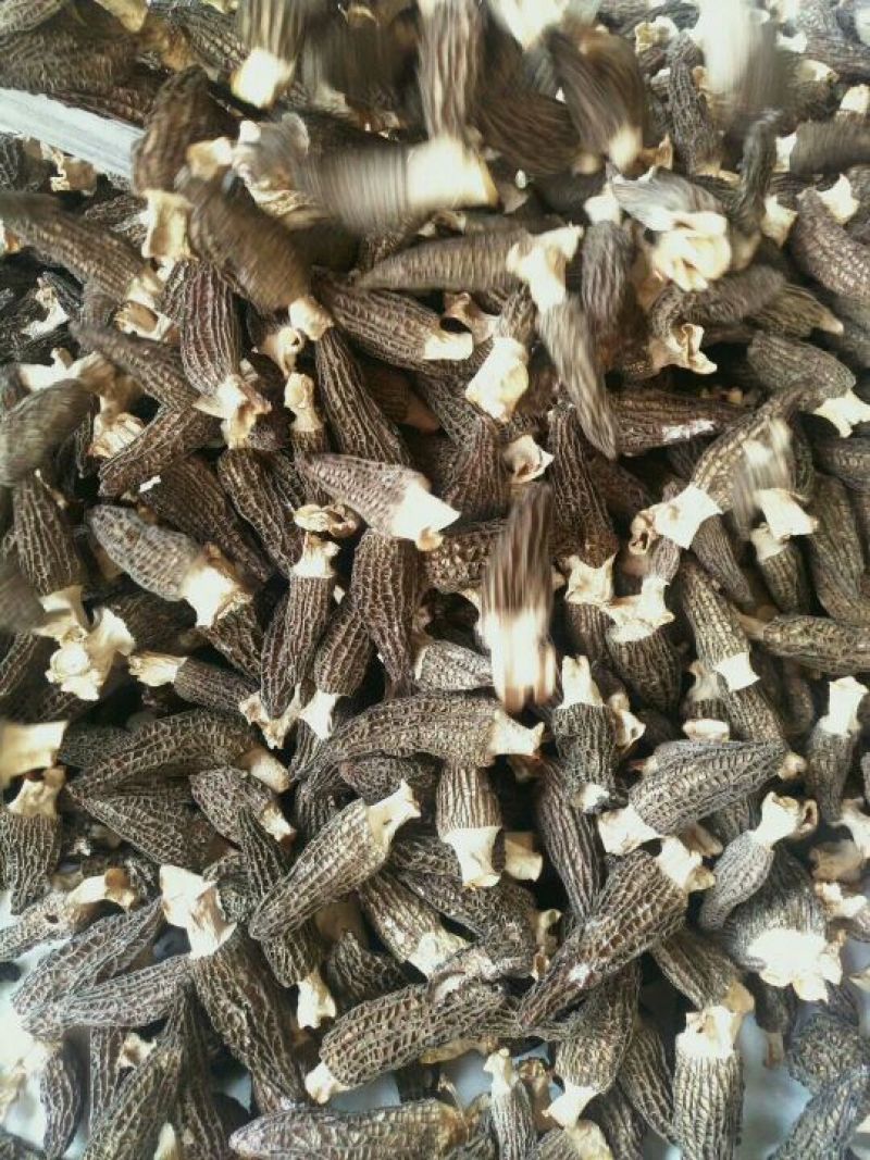 羊肚菌一级品