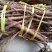 野生牛大力根阴枝统货