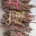 野生牛大力根阴枝统货