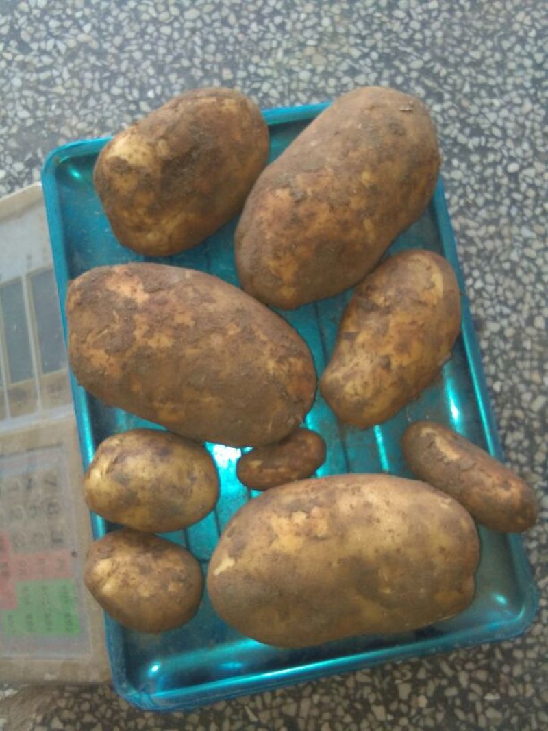 荷兰十五土豆通货2两以上
