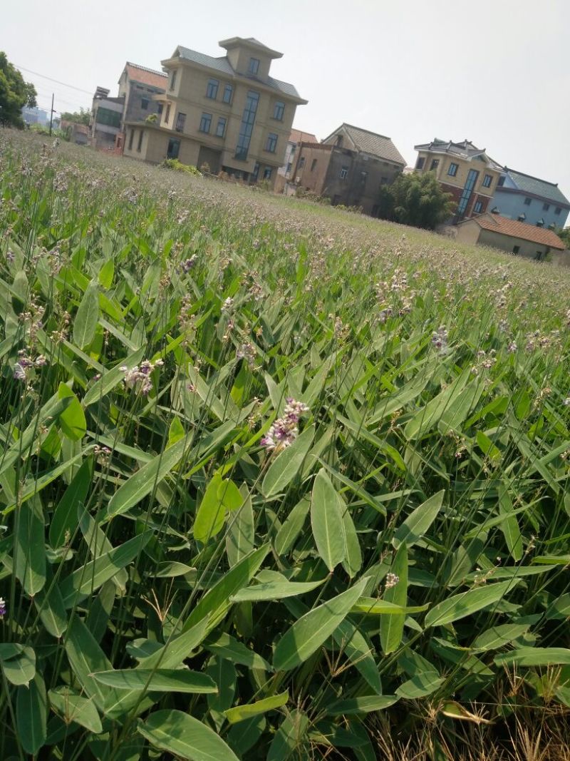 再力花