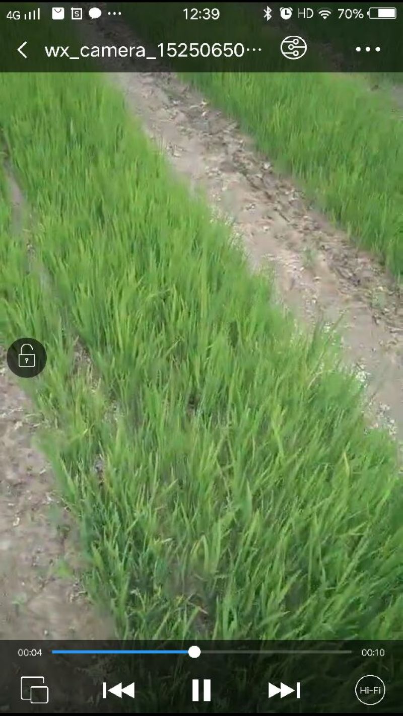 黄昌蒲