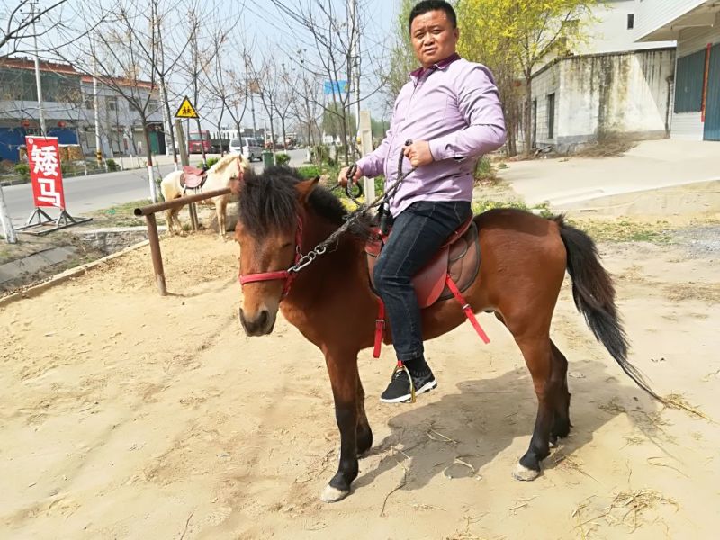 矮马100~200kg