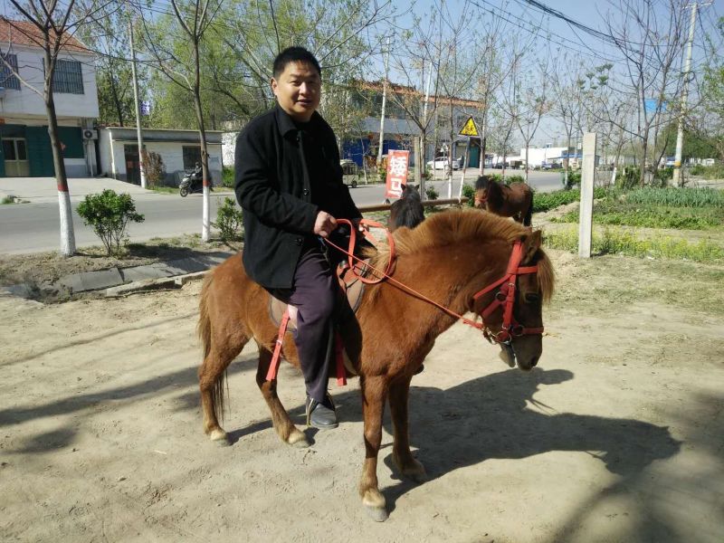 矮马100~200kg