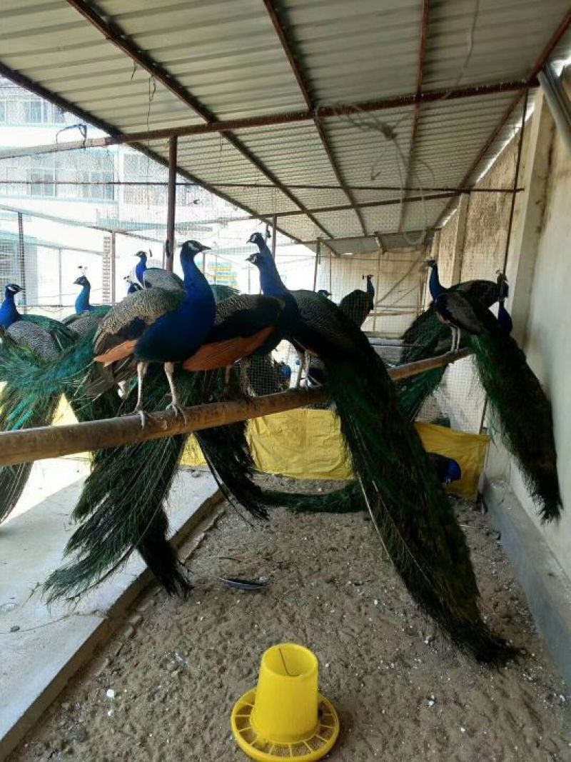 矮马100~200kg