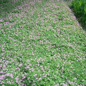 红花榨江草