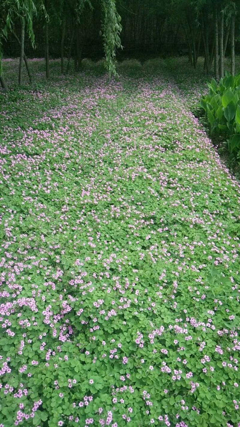 红花榨江草