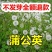 蒲公英种子新种子出芽率高4到5斤/亩两斤包邮