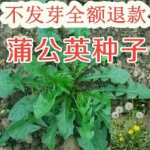 蒲公英种子新种子出芽率高4到5斤/亩两斤包邮
