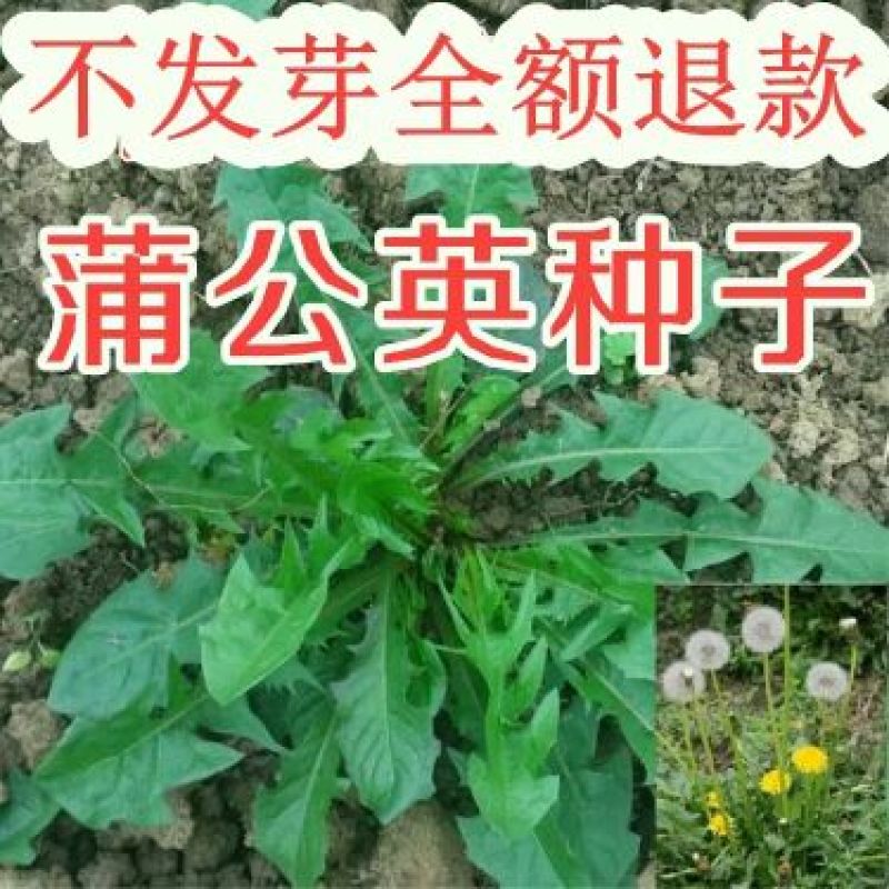蒲公英种子新种子出芽率高4到5斤/亩两斤包邮