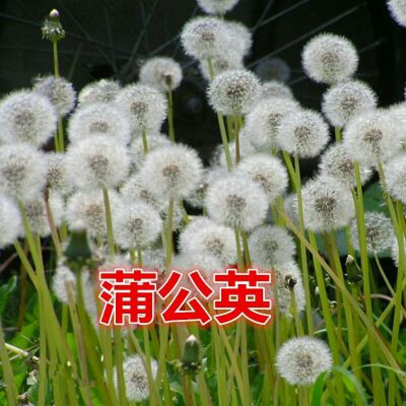 蒲公英种子新种子出芽率高4到5斤/亩两斤包邮
