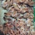 土鸡苗出壳苗35~45克通货