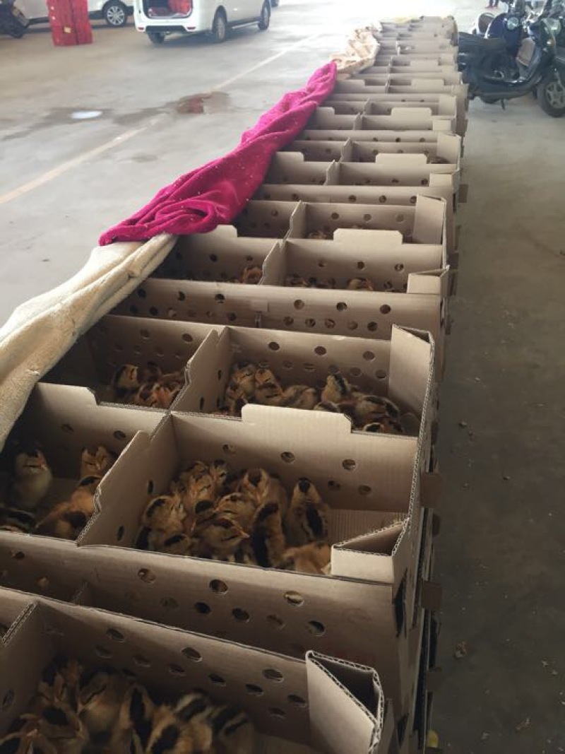 血毛土鸡苗出壳苗35~45克通货