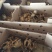 血毛土鸡苗出壳苗35~45克通货