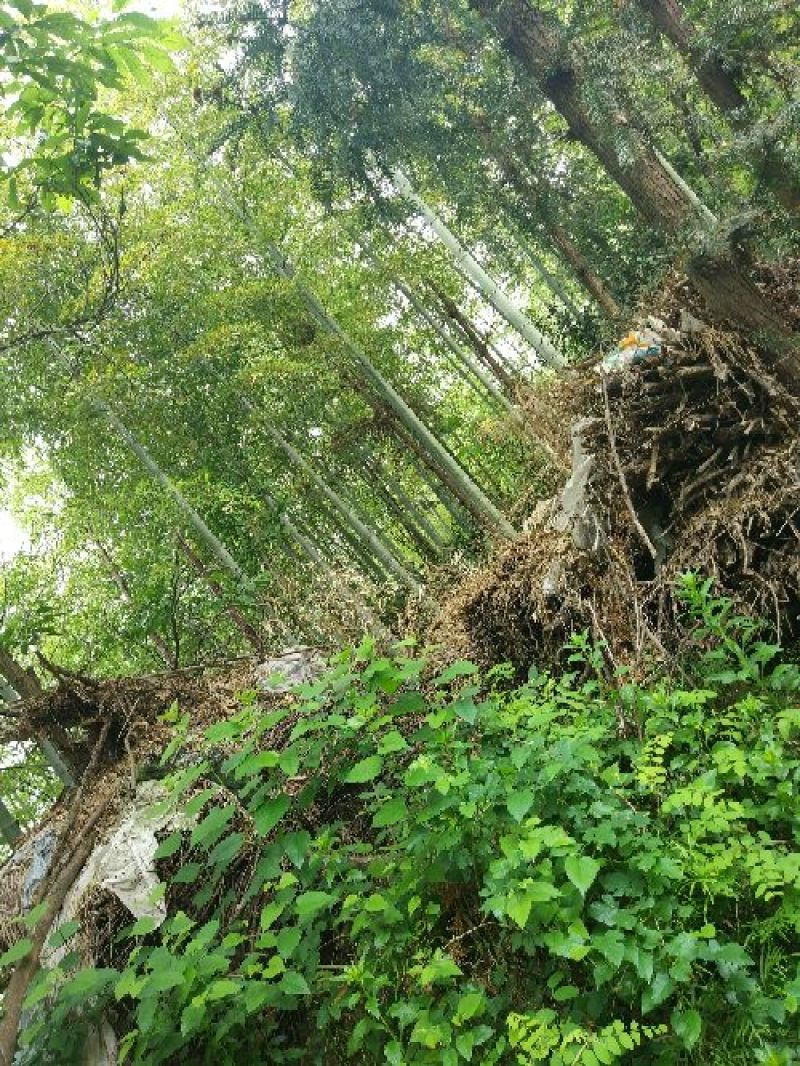 楠竹6cm以上6米以上