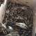 七彩山鸡苗35~45克出壳苗通货