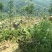 菠萝1~1.5斤