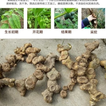黄精甜统个