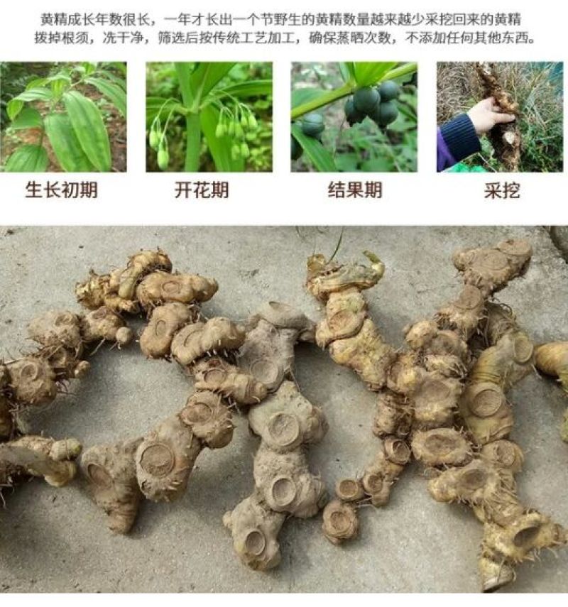 黄精甜统个