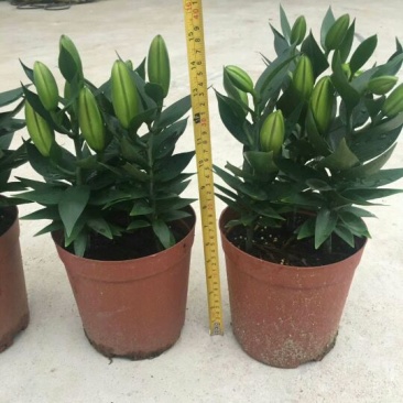 盆栽香水百合粉色瑞丽花卉卉盆栽批发