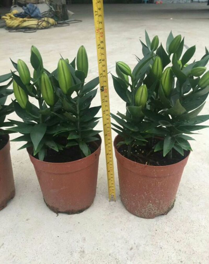 盆栽香水百合粉色瑞丽花卉卉盆栽批发