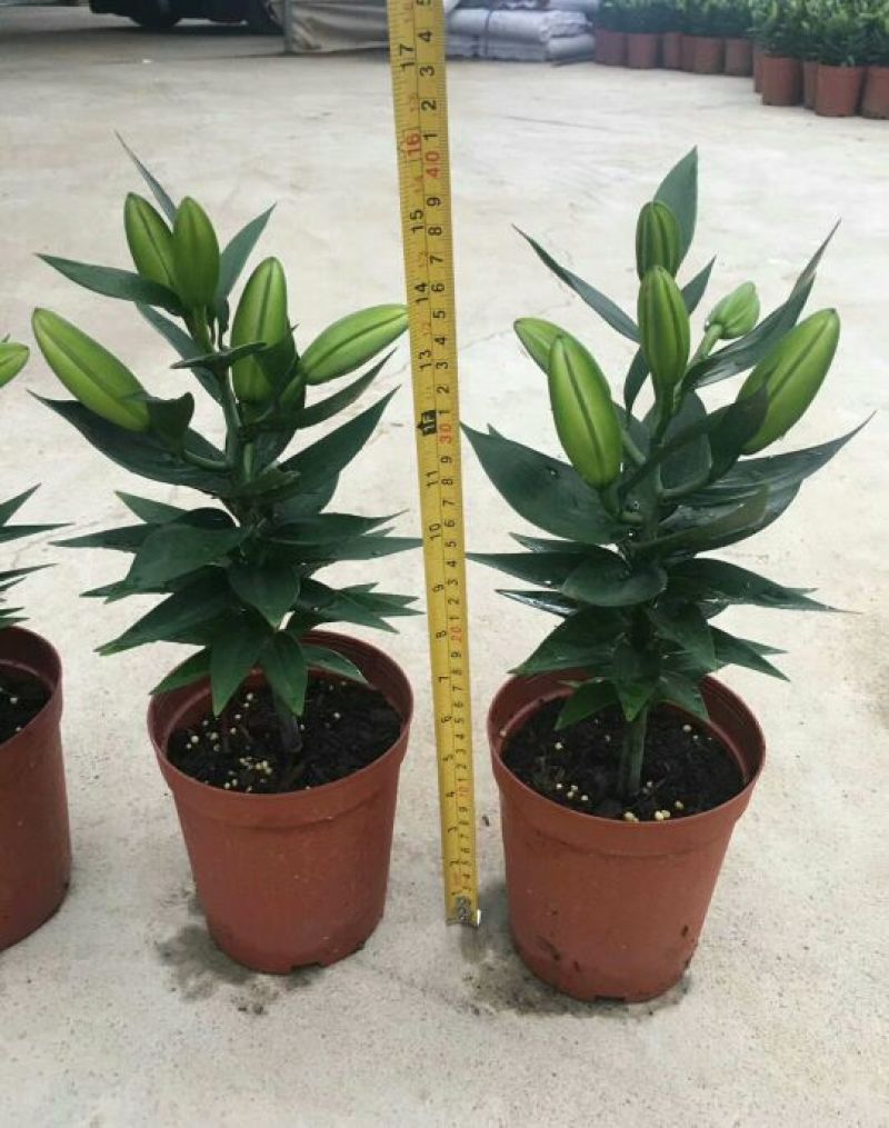 盆栽香水百合粉色瑞丽花卉卉盆栽批发