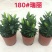 盆栽香水百合粉色瑞丽花卉卉盆栽批发