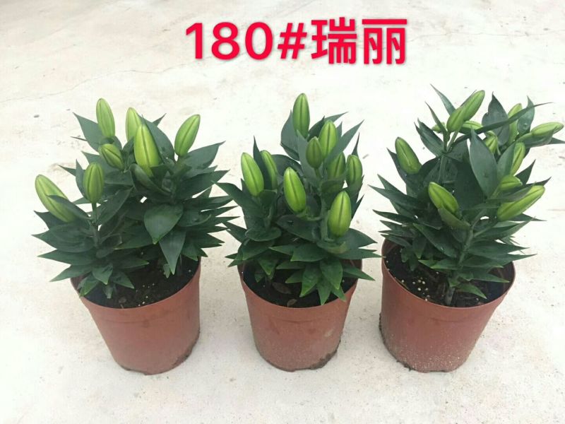 盆栽香水百合粉色瑞丽花卉卉盆栽批发